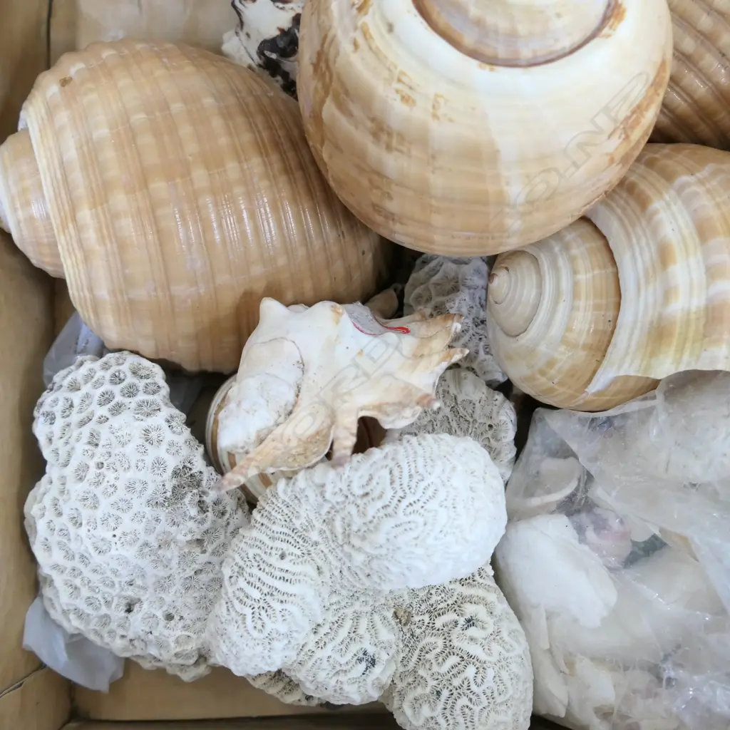 BOX OF SHELLS & CORAL Image 1++