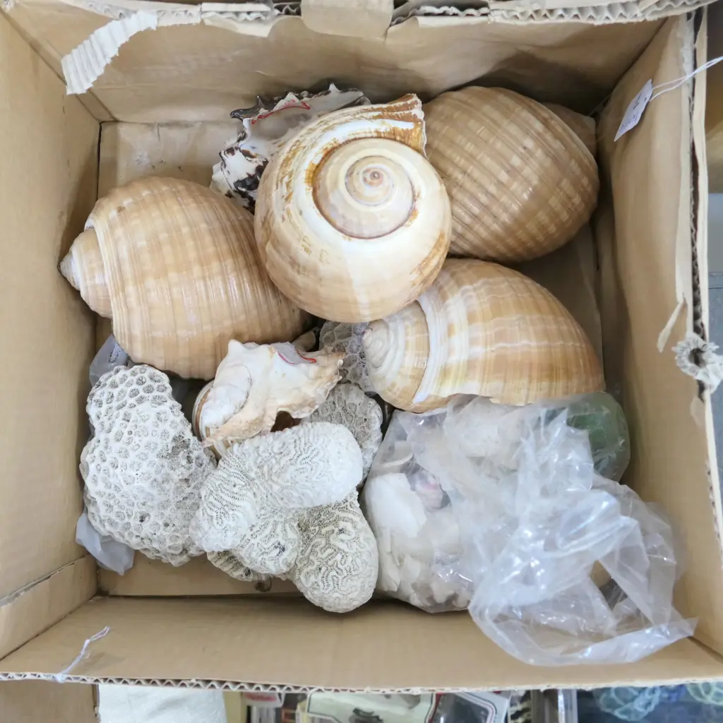 BOX OF SHELLS & CORAL Image 1++