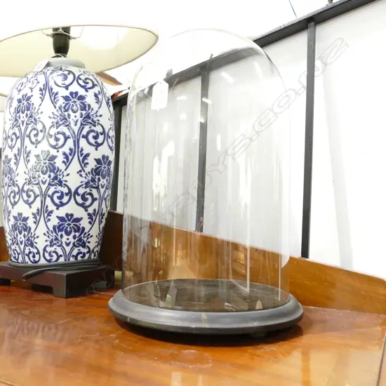 VINTAGE GLASS DISPLAY DOME ON EBONISED ROUND BASE