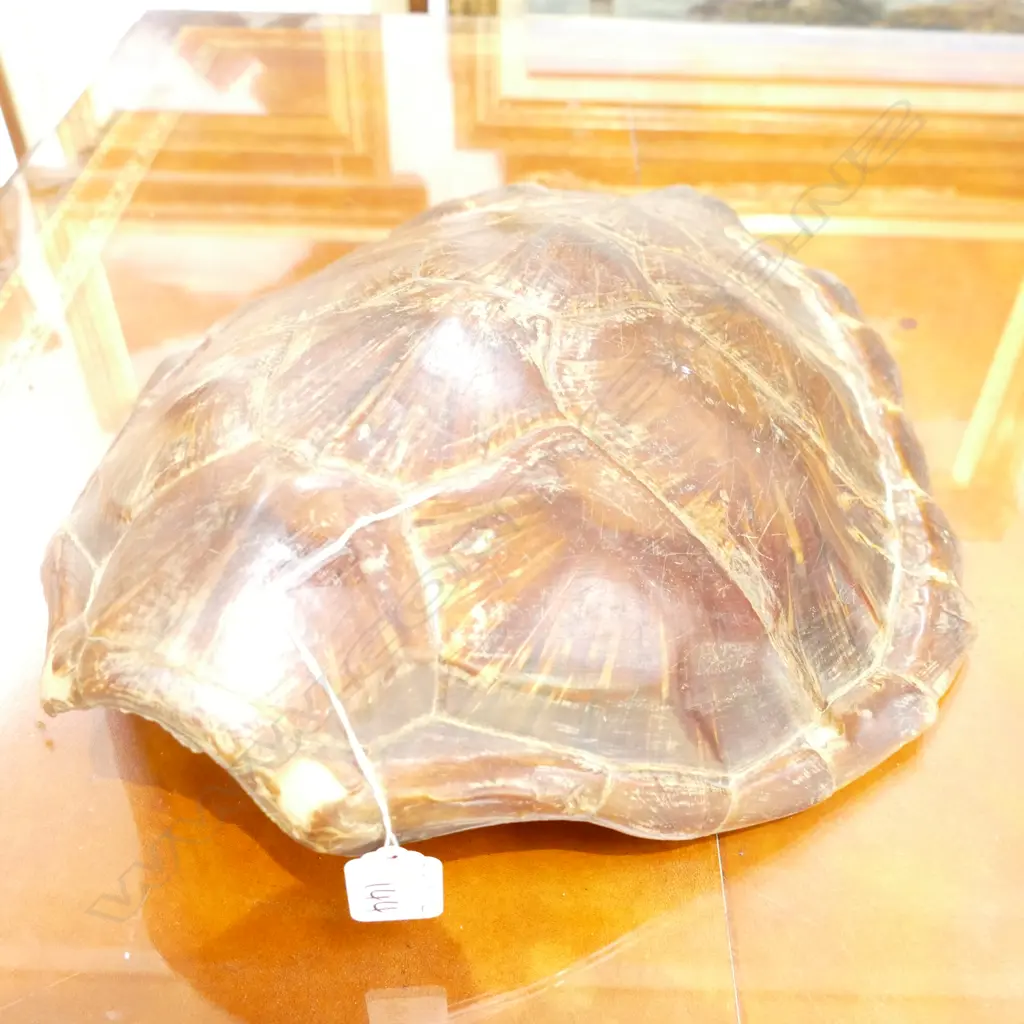 TORTOISE SHELL Image 1++