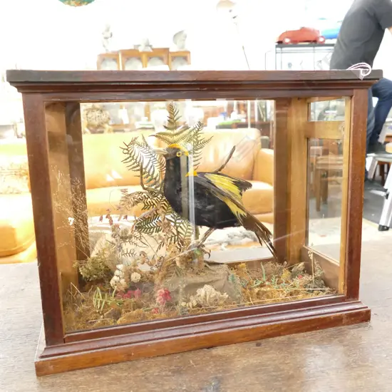 VINTAGE TAXIDERMY EXOTIC BLACK BIRD WITH YELLOW TOPPED HEAD...