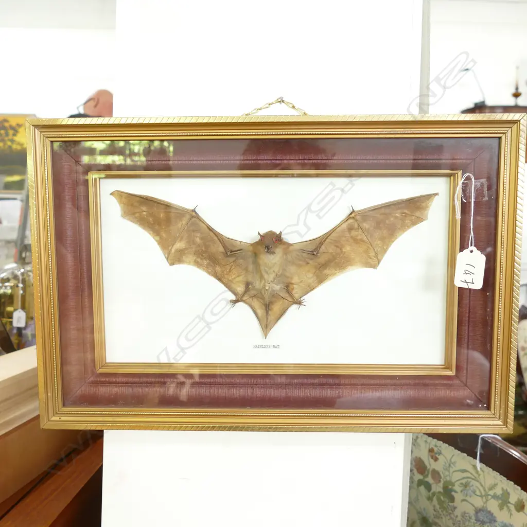 TAXIDERMY DISPLAYED 'HAIRLESS BAT' FRAMED UNDER GLASS Image 1++