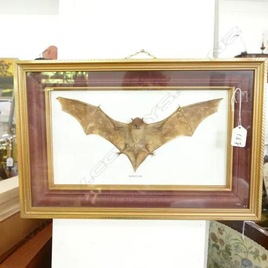 TAXIDERMY DISPLAYED 'HAIRLESS BAT' FRAMED UNDER GLASS