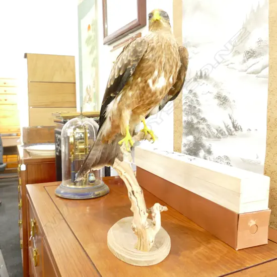 The yellow-billed kite (Milvus aegyptius) is the Afrotropic counterpart of the black kite (Milvus migrans)