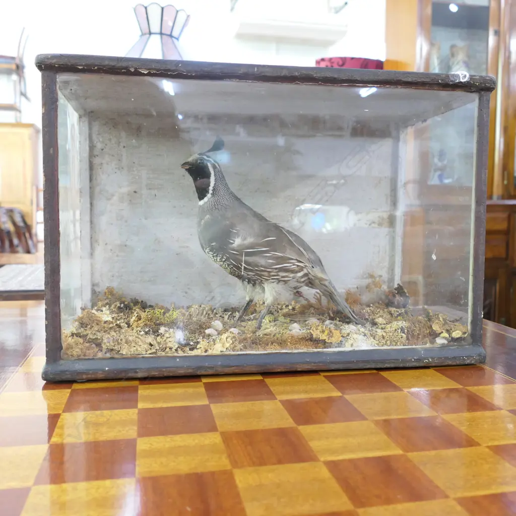 TAXIDERMY OLD CASED QUAIL DISPLAY... Image 1++