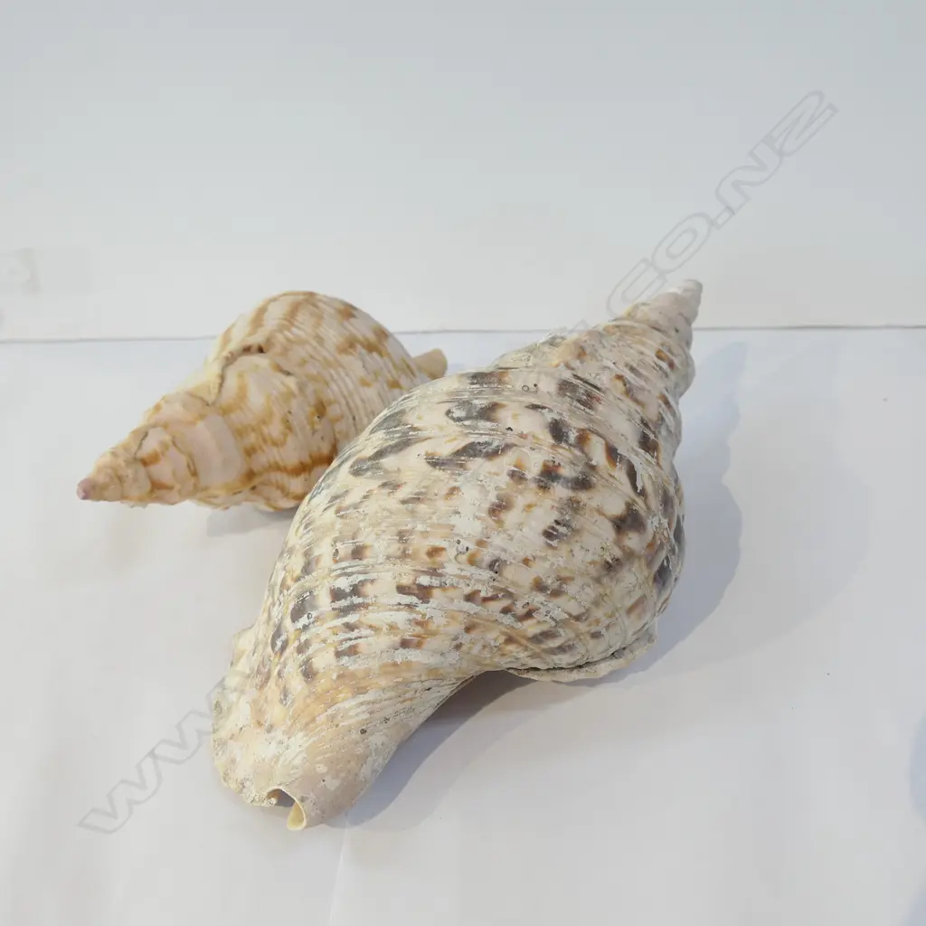 2 OLD CONCH SHELLS Image 1++