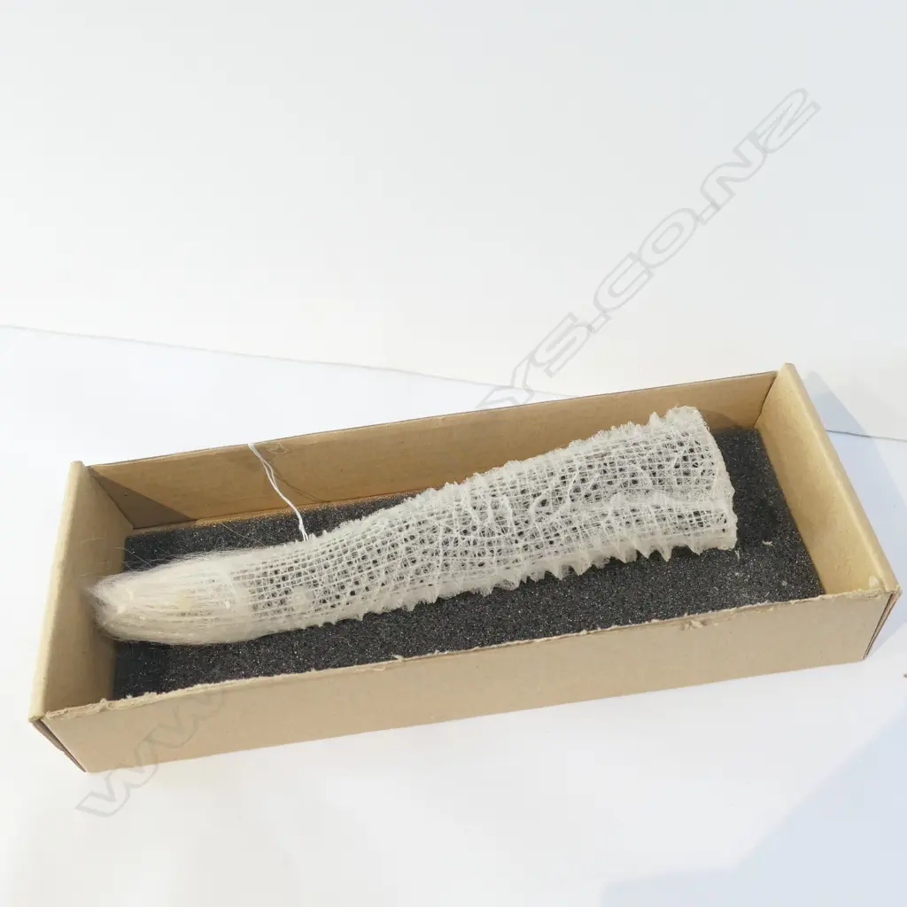 SOFT CORAL TUBE FORM 'VENUS CORAL' Image 1++