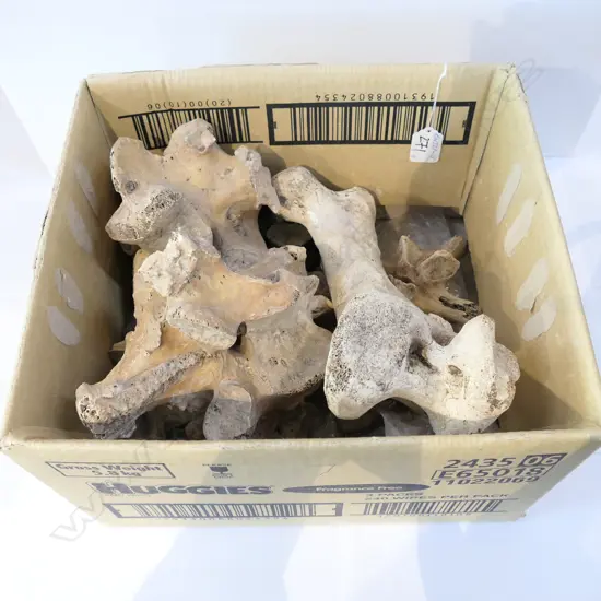 9 MOA BONES VERTEBRAE & FEMUR...