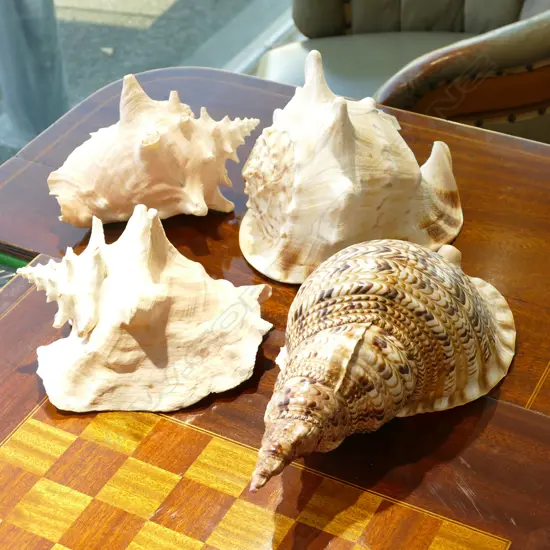 4 LARGE VINTAGE SHELLS