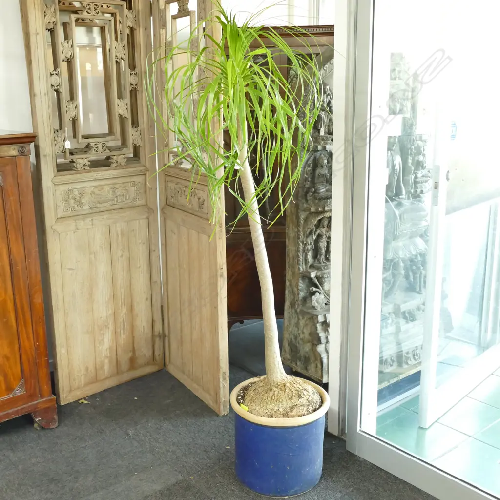 PONYTAIL POTTED PLANT Image 1++
