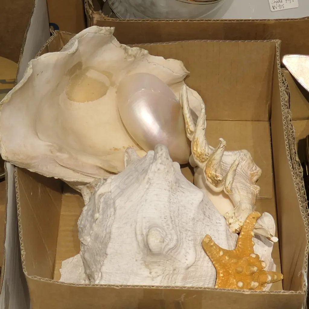 ASST PACIFIC SHELLS +STAR FISH Image 1++