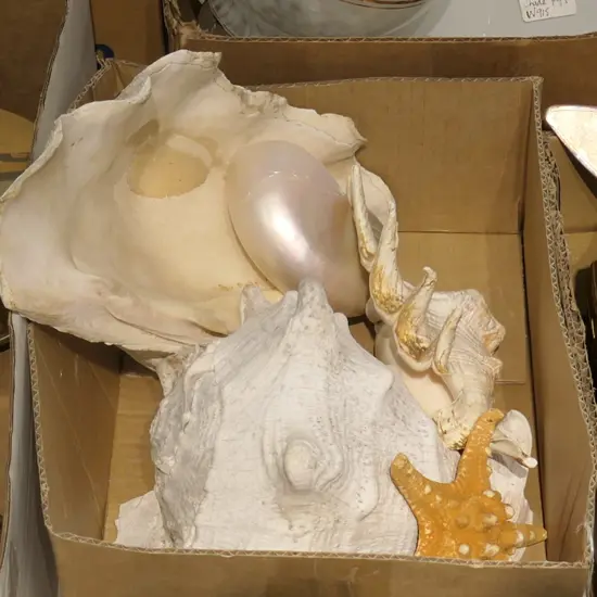 ASST PACIFIC SHELLS +STAR FISH