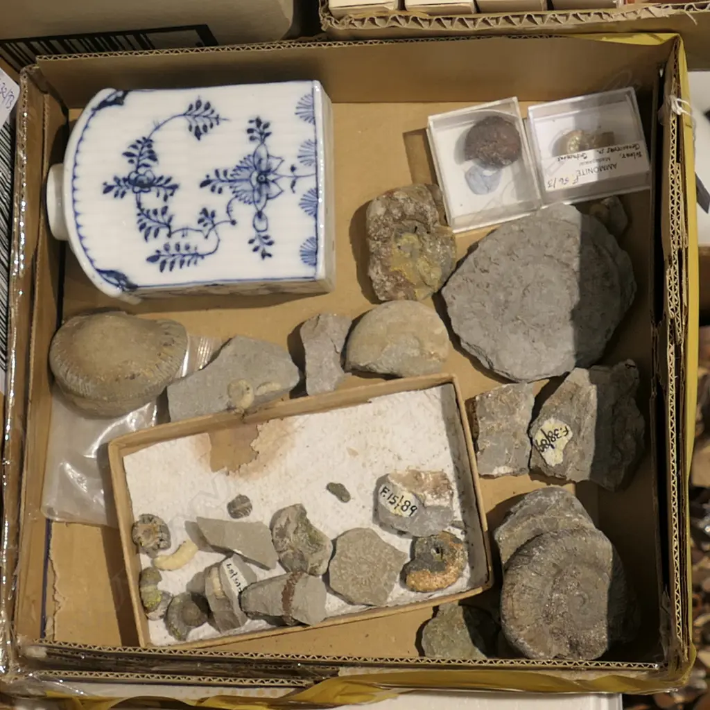BOX ASST FOSSILS + PORCELAIN TEA CADDY Image 1++