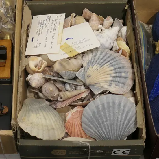 LOT ASST WORLD SHELLS