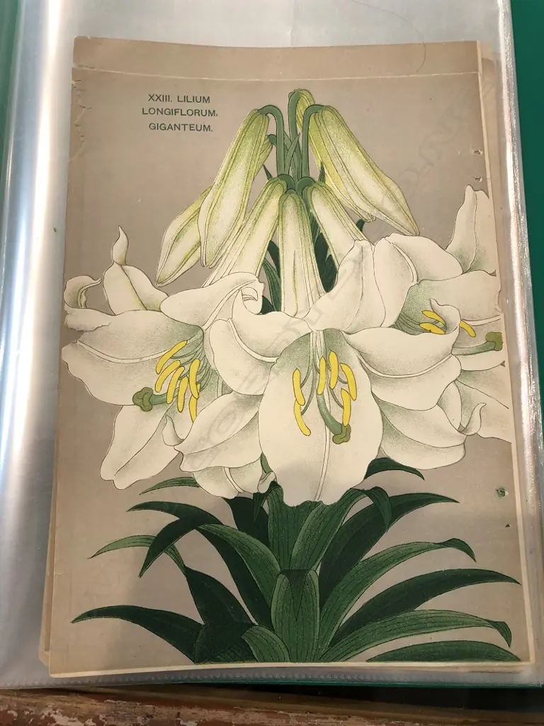 By The Yokohama Nursery Co. Ltd.1907. Individual pages in loose leaf folder. This particular group of plates is from the 1907 catalogue. The vendor's family ran a specialist nursey in Kerikeri Image 1++