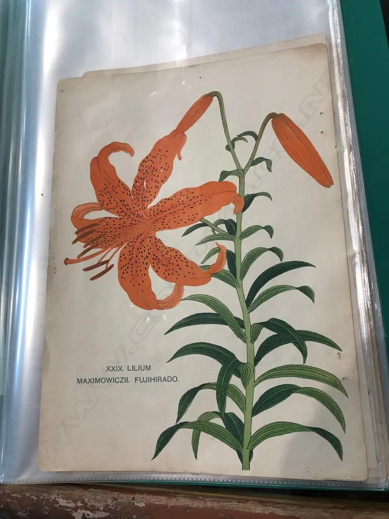 By The Yokohama Nursery Co. Ltd.1907. Individual pages in loose leaf folder. This particular group of plates is from the 1907 catalogue. The vendor's family ran a specialist nursey in Kerikeri Image 1++