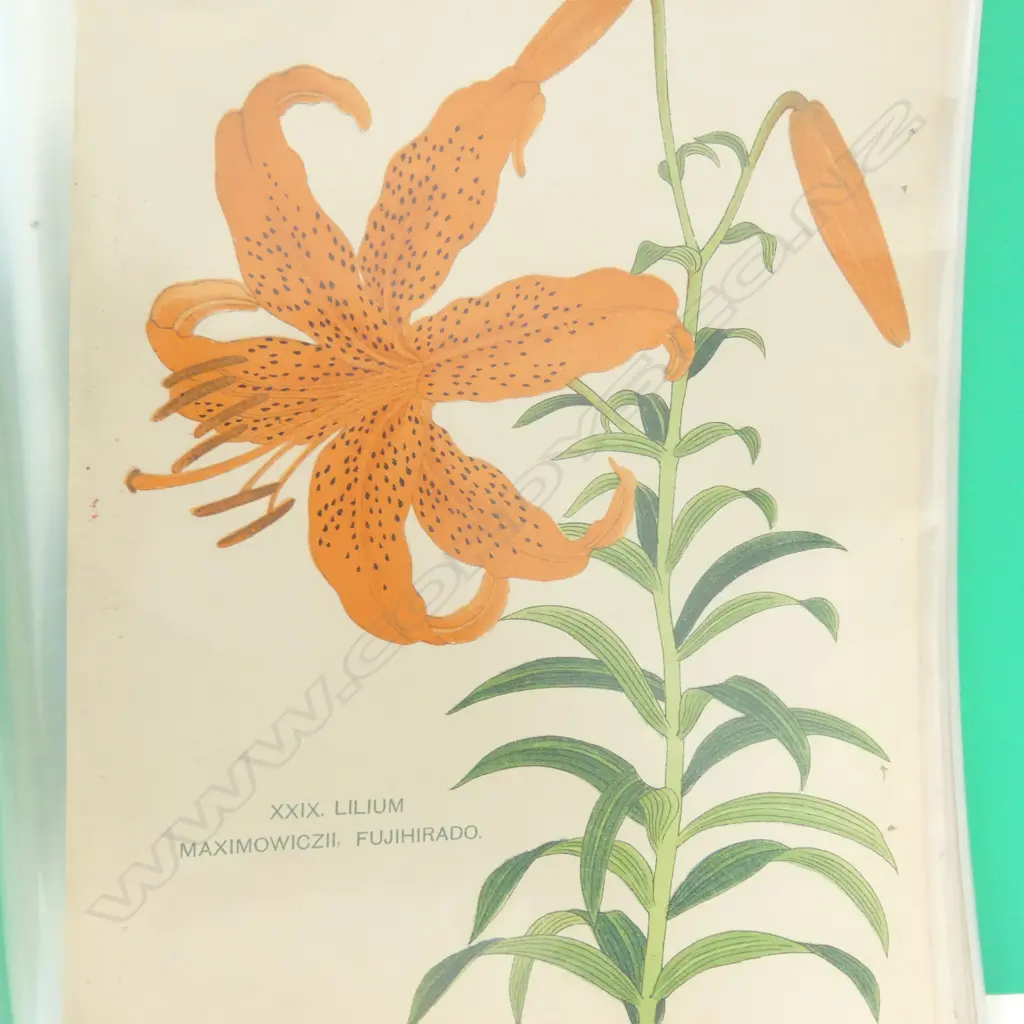 By The Yokohama Nursery Co. Ltd.1907. Individual pages in loose leaf folder. This particular group of plates is from the 1907 catalogue. The vendor's family ran a specialist nursey in Kerikeri Image 1++