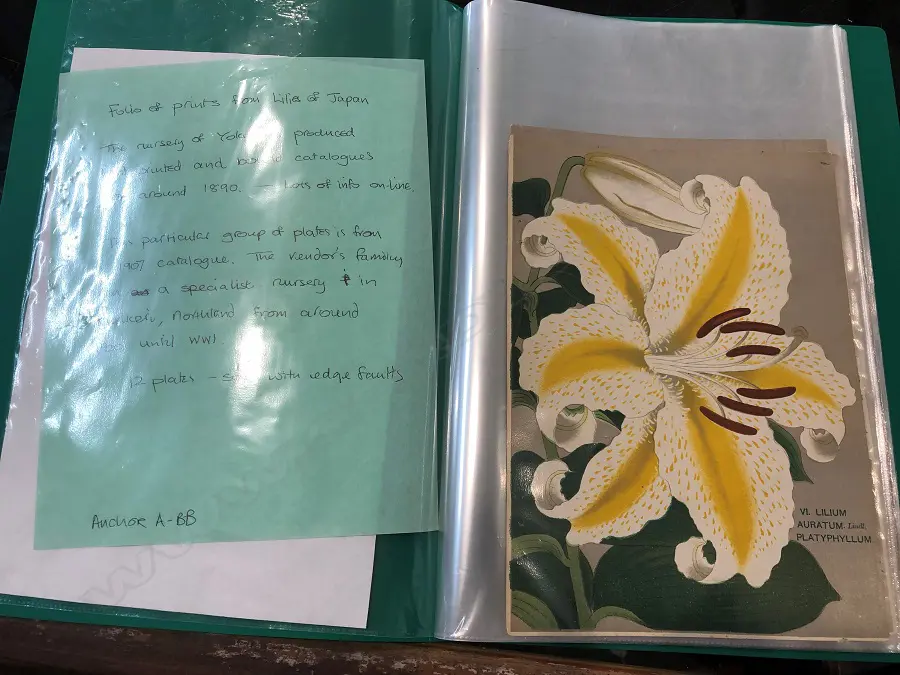 By The Yokohama Nursery Co. Ltd.1907. Individual pages in loose leaf folder. This particular group of plates is from the 1907 catalogue. The vendor's family ran a specialist nursey in Kerikeri Image 1++