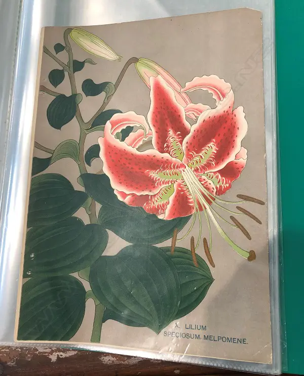 By The Yokohama Nursery Co. Ltd.1907. Individual pages in loose leaf folder. This particular group of plates is from the 1907 catalogue. The vendor's family ran a specialist nursey in Kerikeri Image 1++