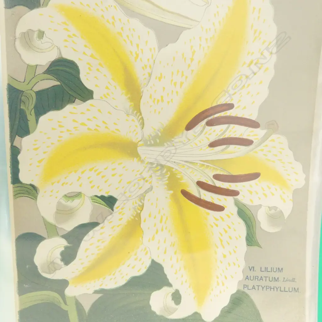 By The Yokohama Nursery Co. Ltd.1907. Individual pages in loose leaf folder. This particular group of plates is from the 1907 catalogue. The vendor's family ran a specialist nursey in Kerikeri Image 1++