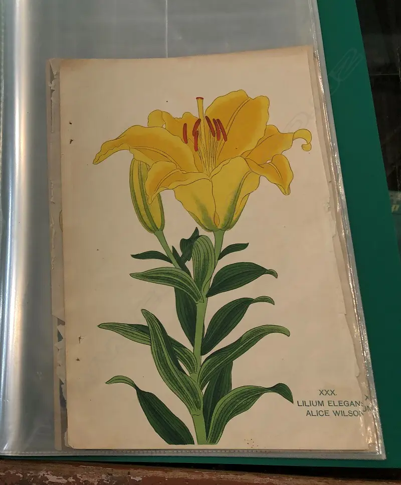 By The Yokohama Nursery Co. Ltd.1907. Individual pages in loose leaf folder. This particular group of plates is from the 1907 catalogue. The vendor's family ran a specialist nursey in Kerikeri Image 1++