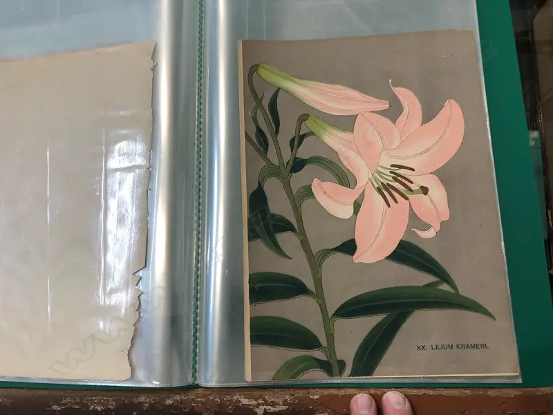 By The Yokohama Nursery Co. Ltd.1907. Individual pages in loose leaf folder. This particular group of plates is from the 1907 catalogue. The vendor's family ran a specialist nursey in Kerikeri Image 1++