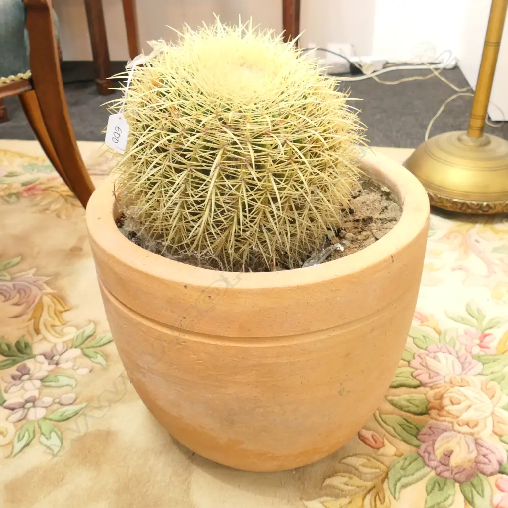 CACTUS PLANT IN TERRACOTA POT H.500mm Image 1++