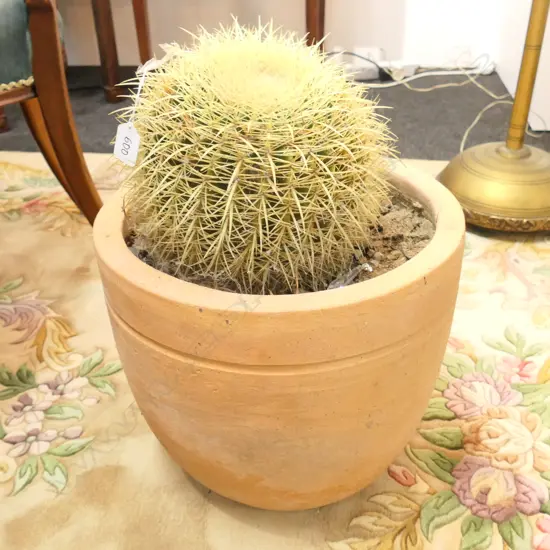 CACTUS PLANT IN TERRACOTA POT H.500mm