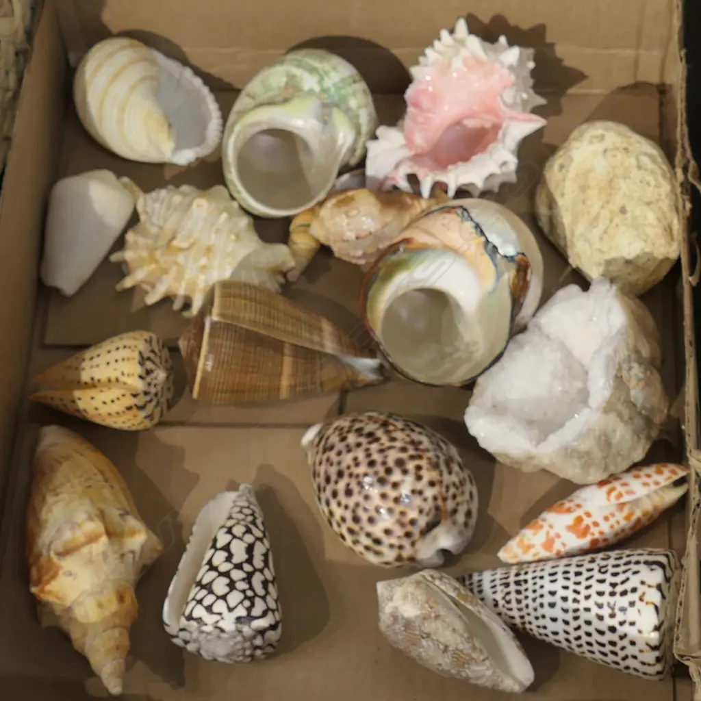 LOT ASST WORLD SHELLS/CRYSTALS ETC Image 1++