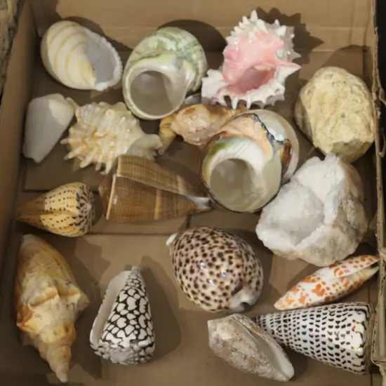 LOT ASST WORLD SHELLS/CRYSTALS ETC