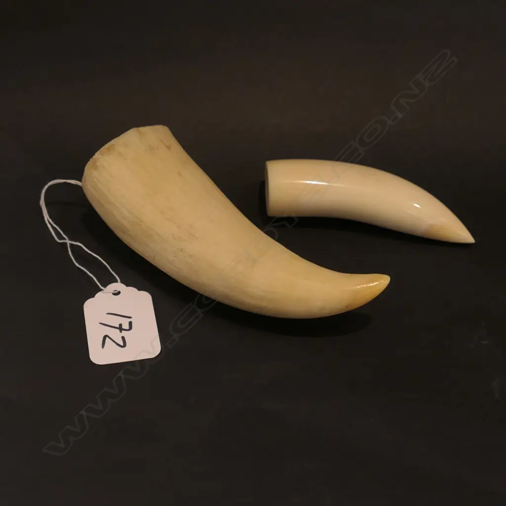 2 WHALES TEETH 1898 Image 1++