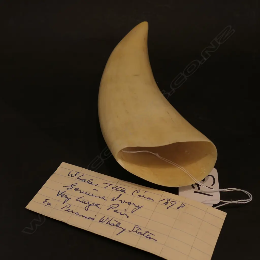 WHALES TOOTH 1898 Image 1++