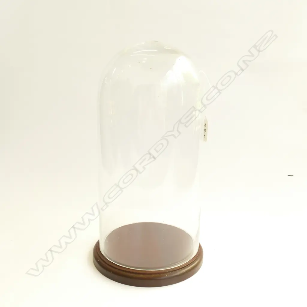 GLASS DOME ON MAHOGANY ROUND BASE. H.325MM Image 1++