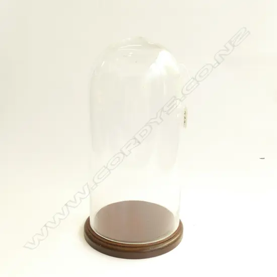 GLASS DOME ON MAHOGANY ROUND BASE. H.325MM
