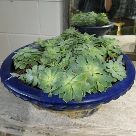 LGE POTTED SUCCULENT PLANT IN BLUE POT Dia.4400mm