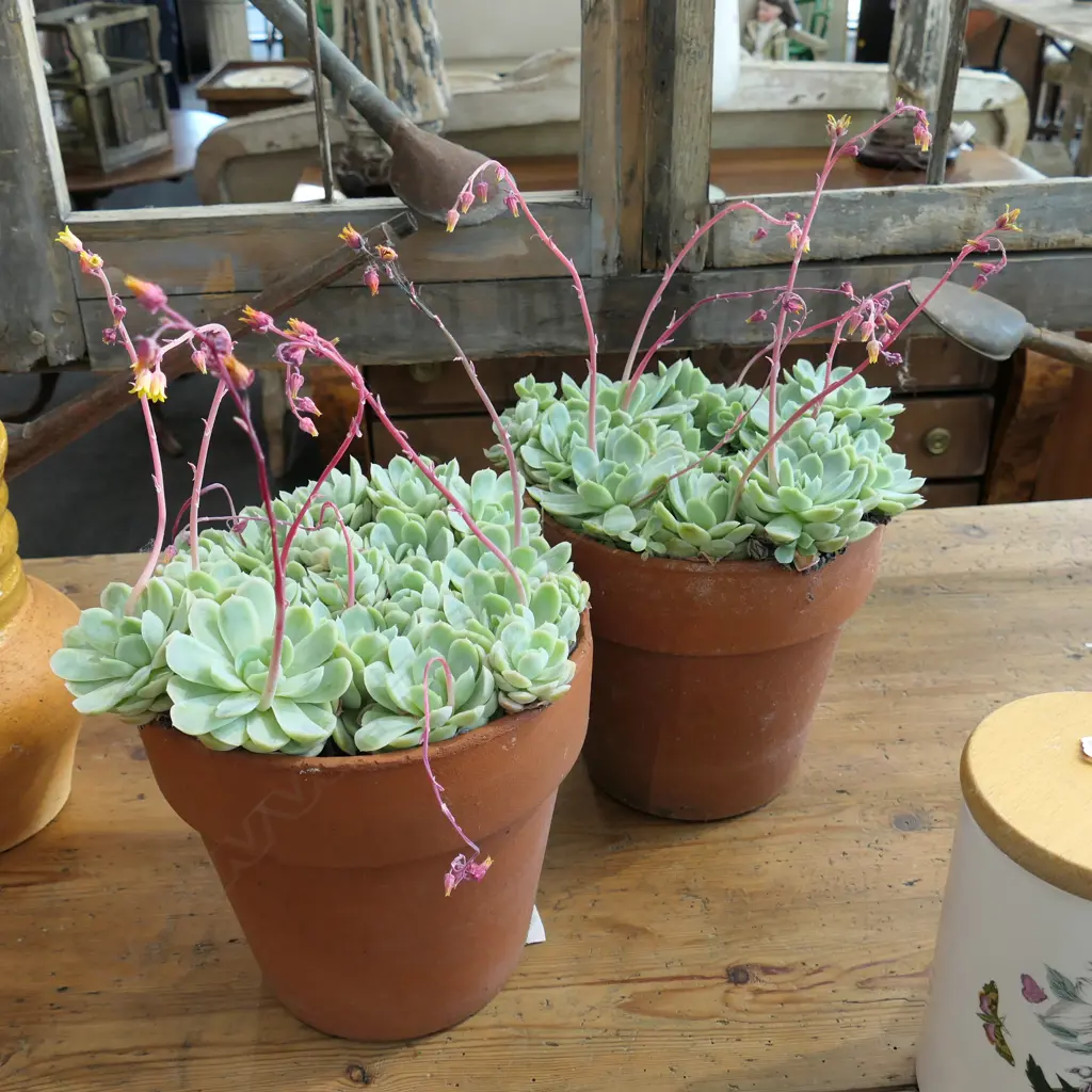 PAIR FLOWERING SUCCULENTS IN TERRACOTTA POTS 230MM H Image 1++