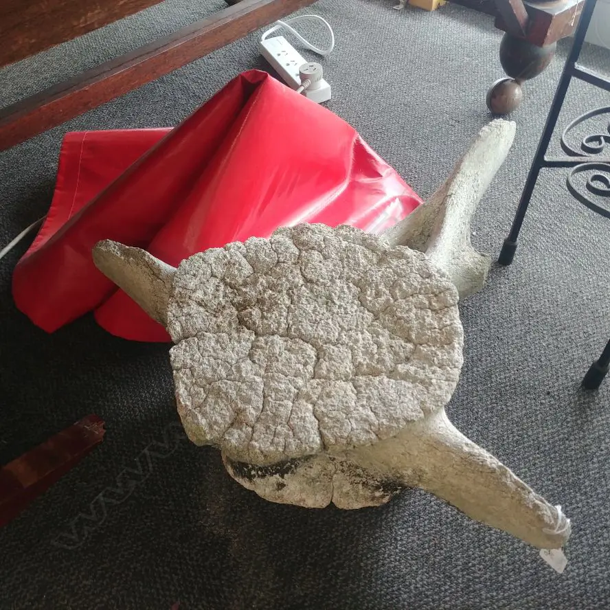 LARGE OLD BONE Image 1++