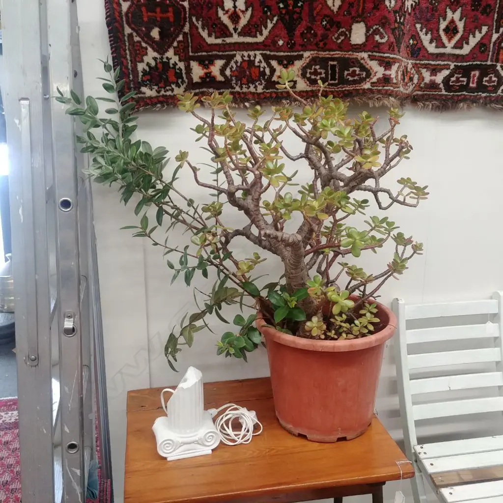 MONEY TREE POTPLANT Image 1++