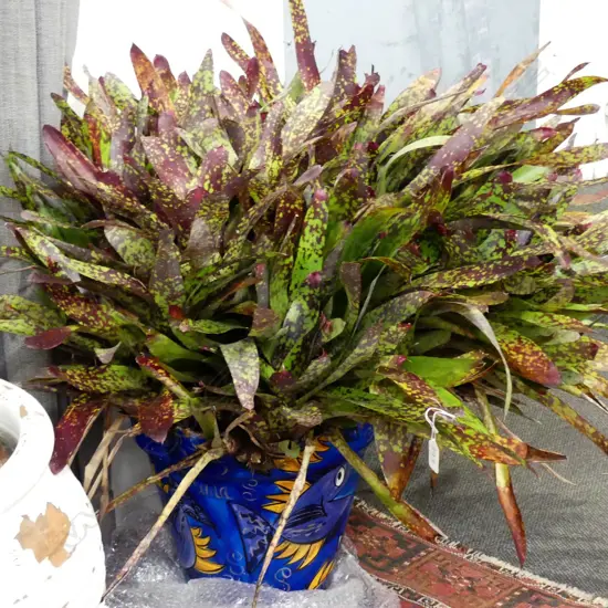 LARGE POTTED BROMELIAD