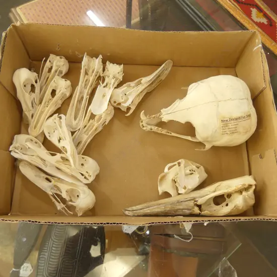 LOT ASST ANIMAL SKULLS
