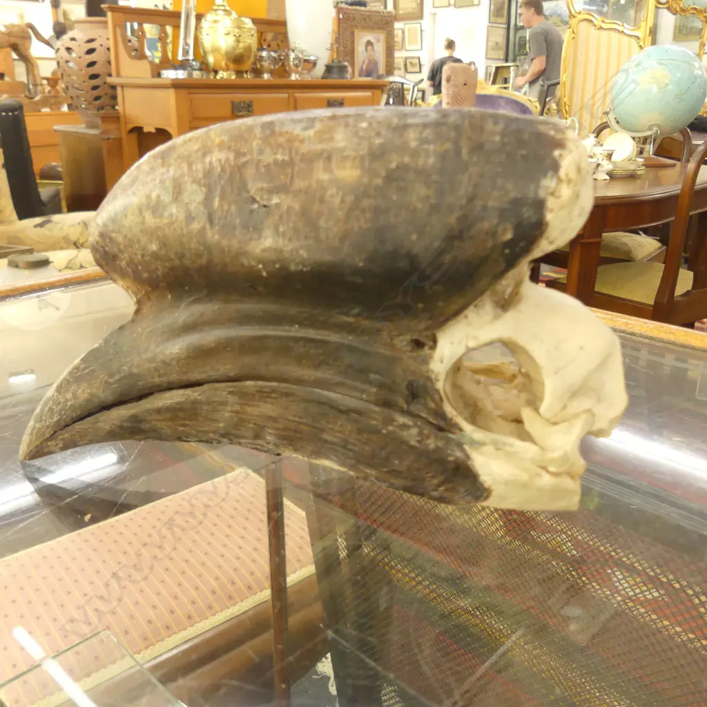 AFRICAN HORNBILL SKULL W.190MM Image 1++