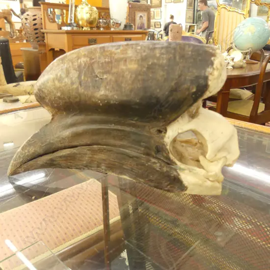 AFRICAN HORNBILL SKULL W.190MM