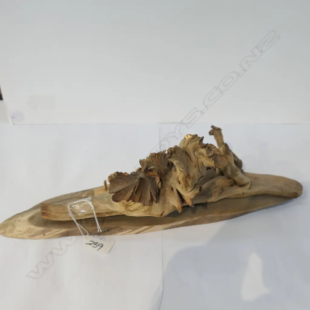 DACTYLANTHUS (WOOD ROSE) SPECIMEN WITH 4 ‘ROSES’  Image 1++