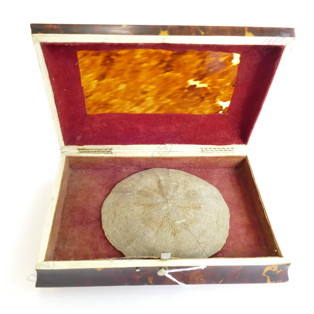 TORTOISE SHELL TRINKET BOX W/ IVORY BANDING ETC W. 155MM Image 1++