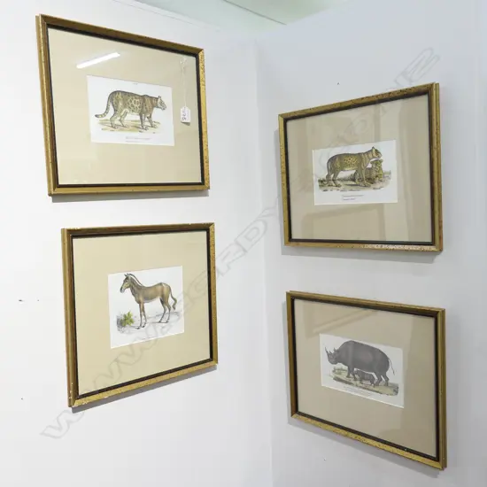 4 FRAMED LITHOGRAPHS SAFARI ANIMALS LARGEST FRAME 330 X 410MM