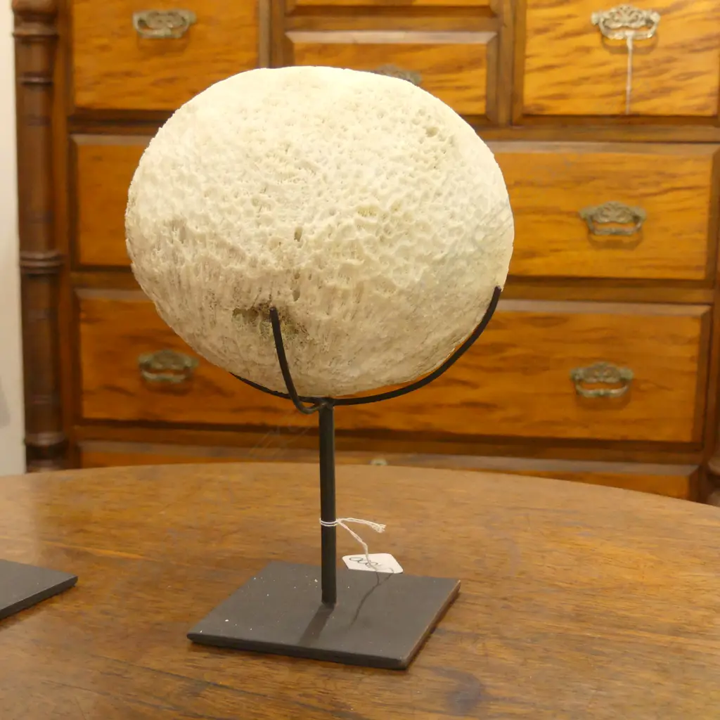 CORAL SPECIMEN ON STAND H 220 MM Image 1++