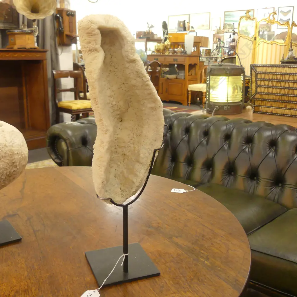 CORAL SPECIMEN ON STAND H 400 MM Image 1++