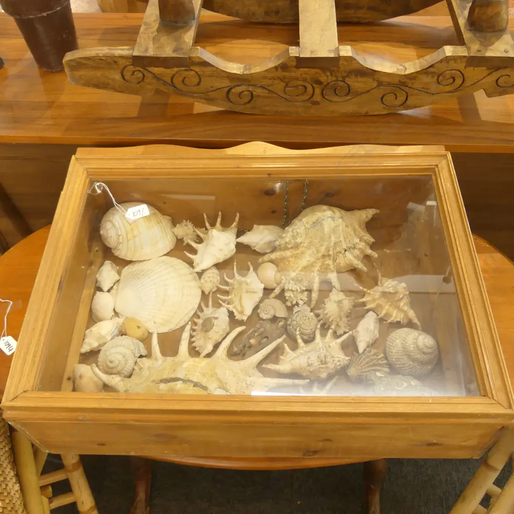 WOODEN DISPLAY CABINET W/ ASST WORLD SHELLS. W. 630MM Image 1++