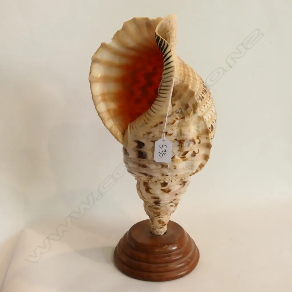 MOUNTED SHELL CHARONIA TRITONIS H 400 MM Image 1++