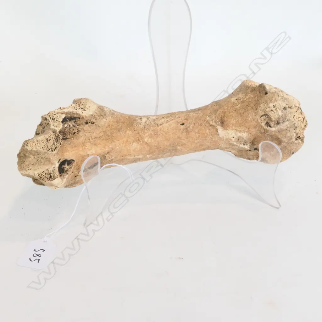LARGE MOA BONE FEMUR ? L.270mm Image 1++